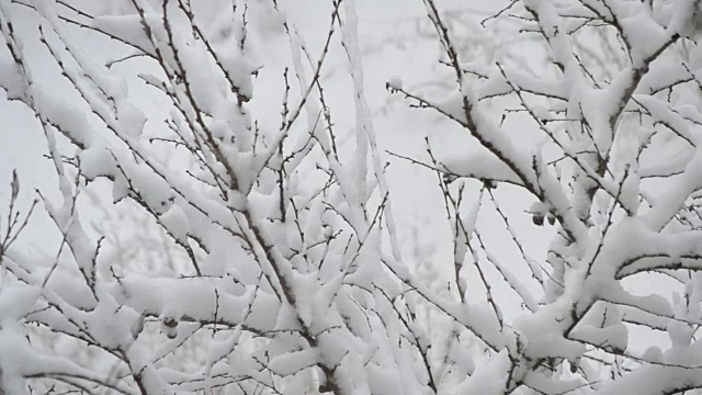 雪花飘落在白雪覆盖的无叶果树上视频素材