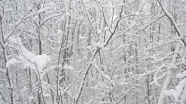 雪落在落叶林的背景上的光秃秃的树木视频素材