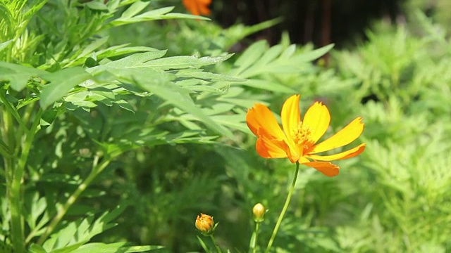 蝴蝶在田野里的黄花上视频素材