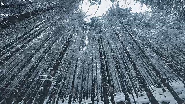 景观与飘落的雪和雪覆盖的树木视频素材