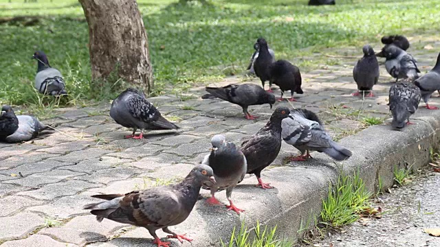 鸽子视频素材