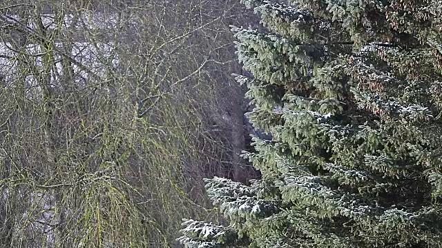 在森林和云杉树的前景上有少量降雪。视频素材