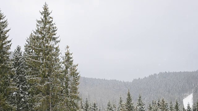 雪花落在常青的冷杉树的背景在山上视频素材