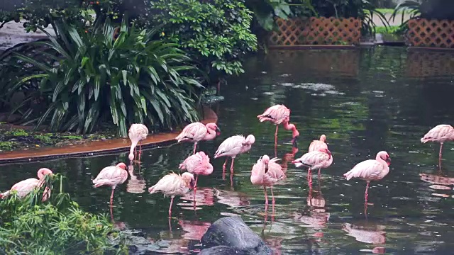 一些玫瑰火烈鸟在香港中央公园视频素材