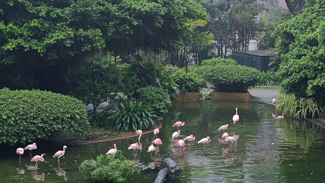 一些玫瑰火烈鸟在香港的公园视频素材