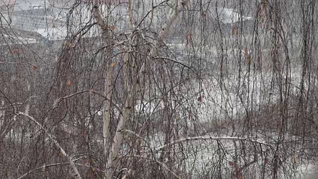 冬天雪花飘落在光秃秃的桦树上的慢镜头视频素材