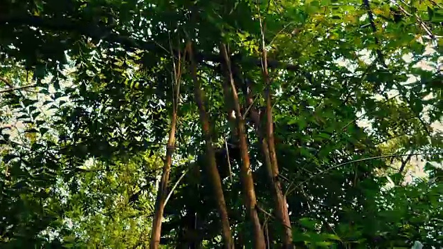 在热带雨林植物和树木下滑翔视频素材