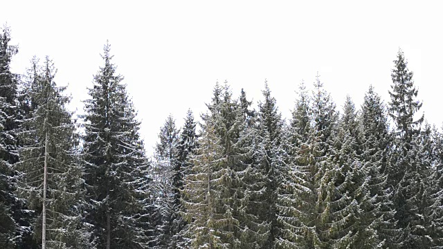 雪花落在绿色冷杉树的背景上视频素材