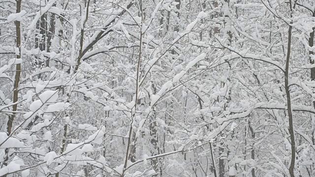 雪花落在光秃秃的落叶树上视频素材