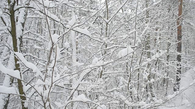 下雪的森林。雪堆有时从树上掉下来视频素材