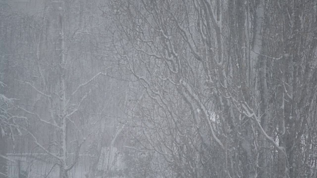 城市里一棵大的无叶白杨树正在下雪视频素材