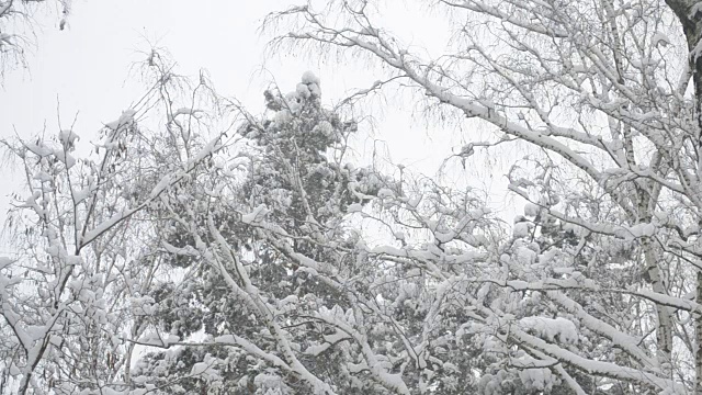 雪花飘落在随风摇曳的树梢上视频素材