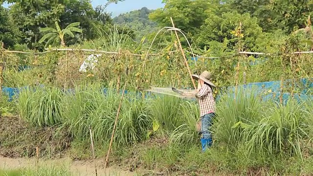 一位垂钓妇女正在泰国试图诱捕鱼。视频素材