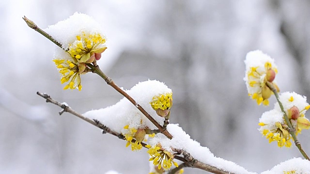 雪花落在美丽的黄色樱花上视频素材