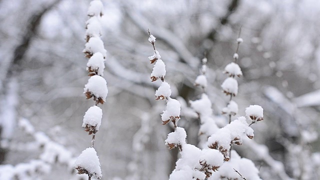 梅丽莎officinalis。冬天雪花落在香蜂草上视频素材