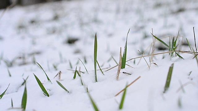 雪花落在绿草上，草叶被风吹动视频素材