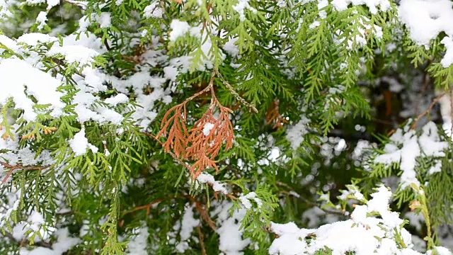 冬天的雪落在绿色和棕色的树枝上视频素材