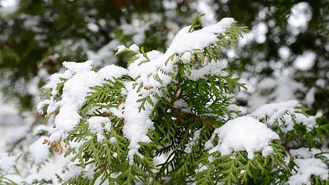 雪花落在被风吹过的常青树枝上视频素材