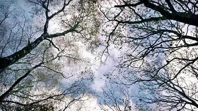 抬头看树和天空视频素材