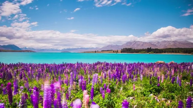 时光流逝-美丽的羽扇花在特卡波湖，新西兰视频素材