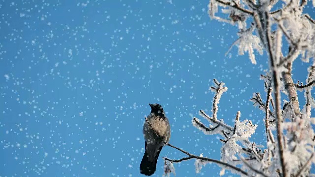 白雪覆盖的树上的乌鸦视频素材