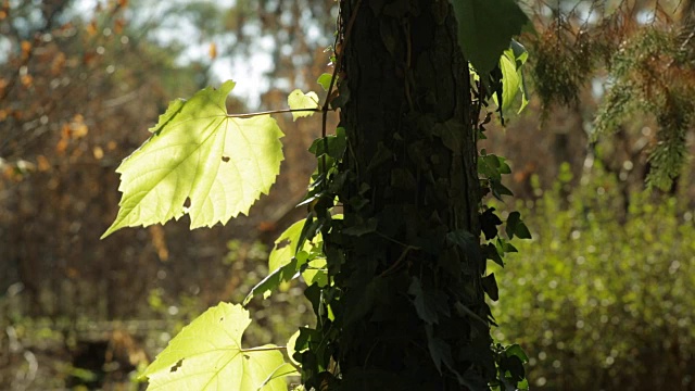春天的森林里，树上嫩绿的叶子视频素材