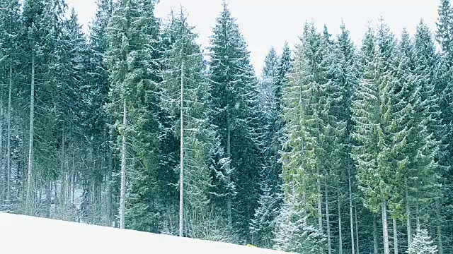 雪花落在青山绿树的背景上视频素材