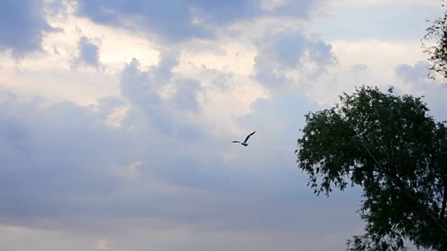 燕鸥在天空、云彩和树梢的背景上飞得很高视频素材