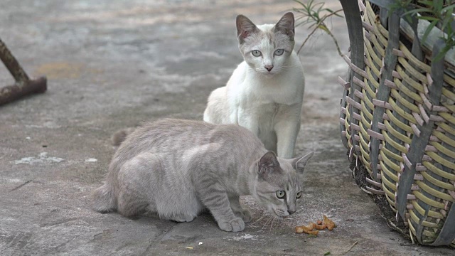 2吃东西的猫视频素材