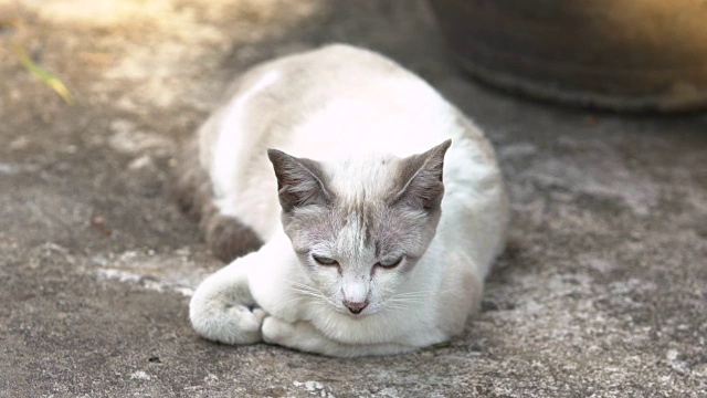 猫睡在地板上。视频素材