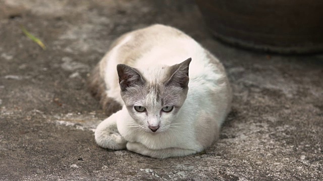 猫睡在地板上。视频素材