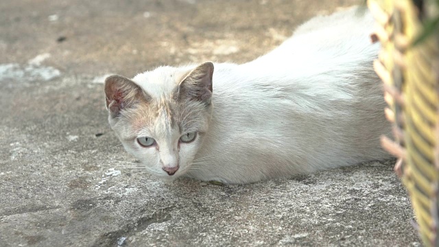 猫睡在地板上。视频素材