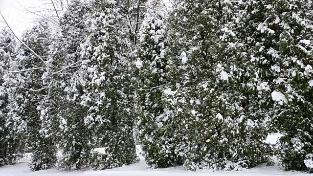 冬天的雪落在绿色的杜嘉树上视频素材