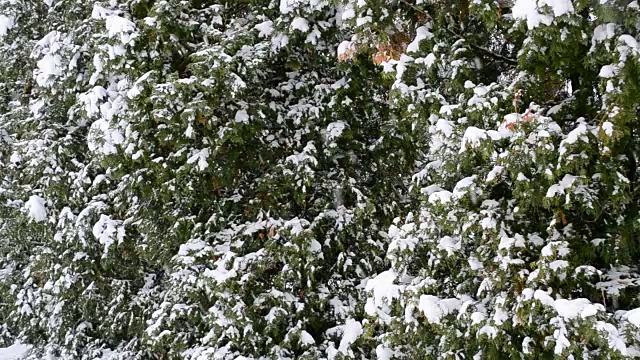 雪花落在绿色的thuja树背景-特写视频素材