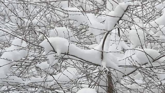 雪落在樱桃树枝的背景上视频素材