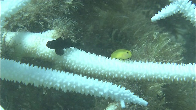 珊瑚白化，珊瑚礁，白鹤海岸，石垣岛，冲绳县，潜水拍摄视频素材