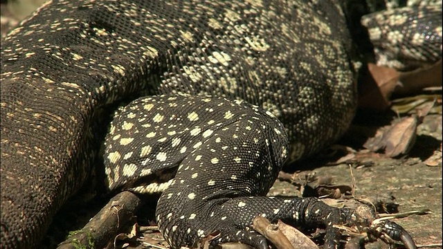 在巴西和阿根廷边界的伊瓜苏国家公园的金塔古(Golden Tegu)上倾斜视频素材