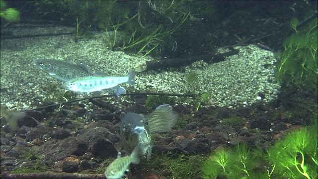 游泳虹鳟鱼藻类湖中禅寺潜水拍摄视频素材