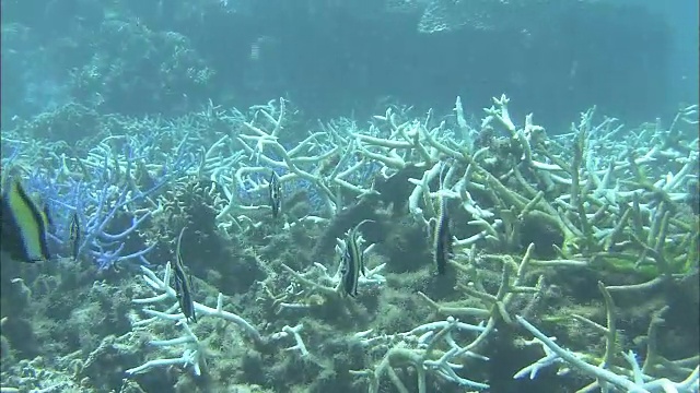 珊瑚白化，珊瑚礁，白鹤海岸，石垣岛，冲绳县，潜水拍摄视频素材