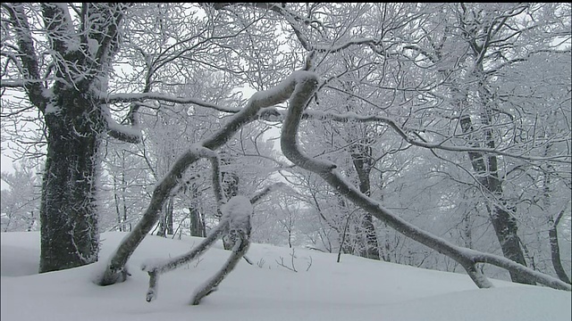 雪景，白上山脉，原始山毛榉森林，日本视频素材