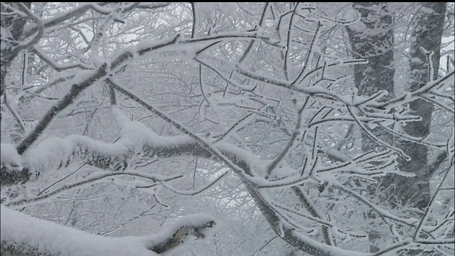 雪景，白上山脉，原始山毛榉森林，日本视频素材