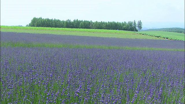 在北海道富兰野薰衣草田的右边视频素材