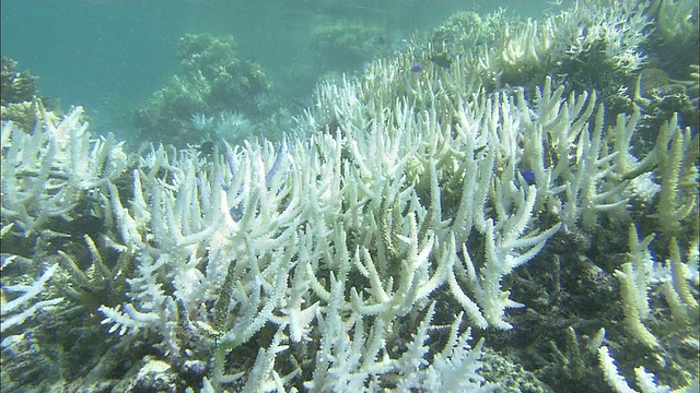 珊瑚白化，珊瑚礁，白鹤海岸，石垣岛，冲绳县，潜水拍摄视频素材