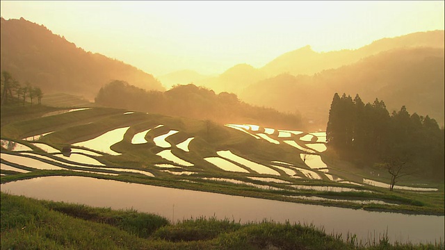 朦胧的金色阳光照亮了稻田，背景是群山的剪影视频素材