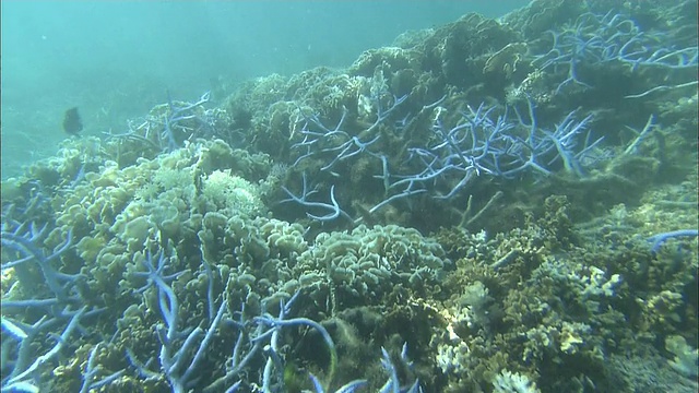 珊瑚白化，珊瑚礁，白鹤海岸，石垣岛，冲绳县，潜水拍摄视频素材