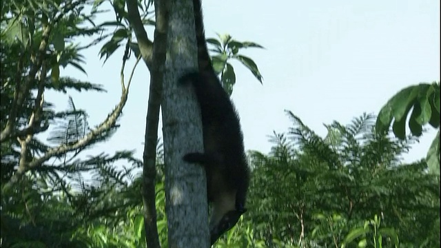 环尾长鼻浣熊爬下树，伊瓜苏国家公园，巴西和阿根廷边境视频素材