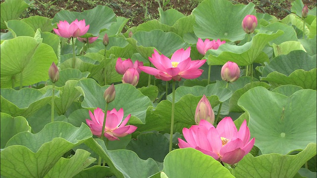 池塘上的荷花是粉红色的，叶子是绿色的视频素材