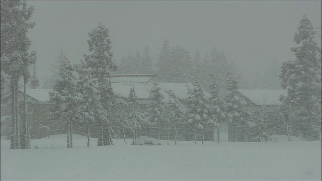 日本秋田横田，暴风雪吹过树木和房屋视频素材