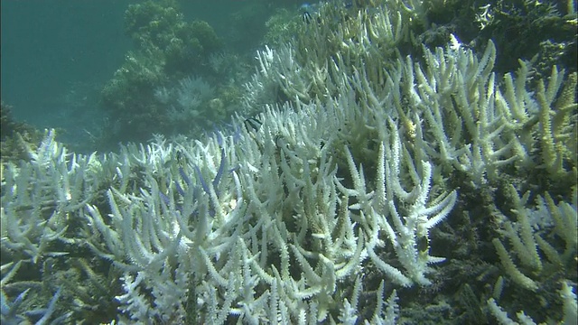 珊瑚白化，珊瑚礁，白鹤海岸，石垣岛，冲绳县，潜水拍摄视频素材