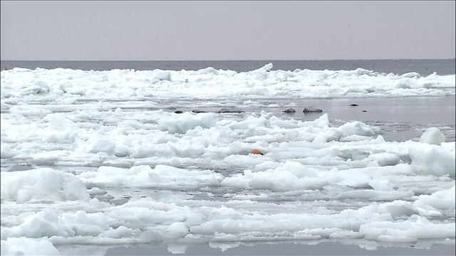 冬季，日本北海道鄂霍次克海知床的海上浮冰堆积视频素材